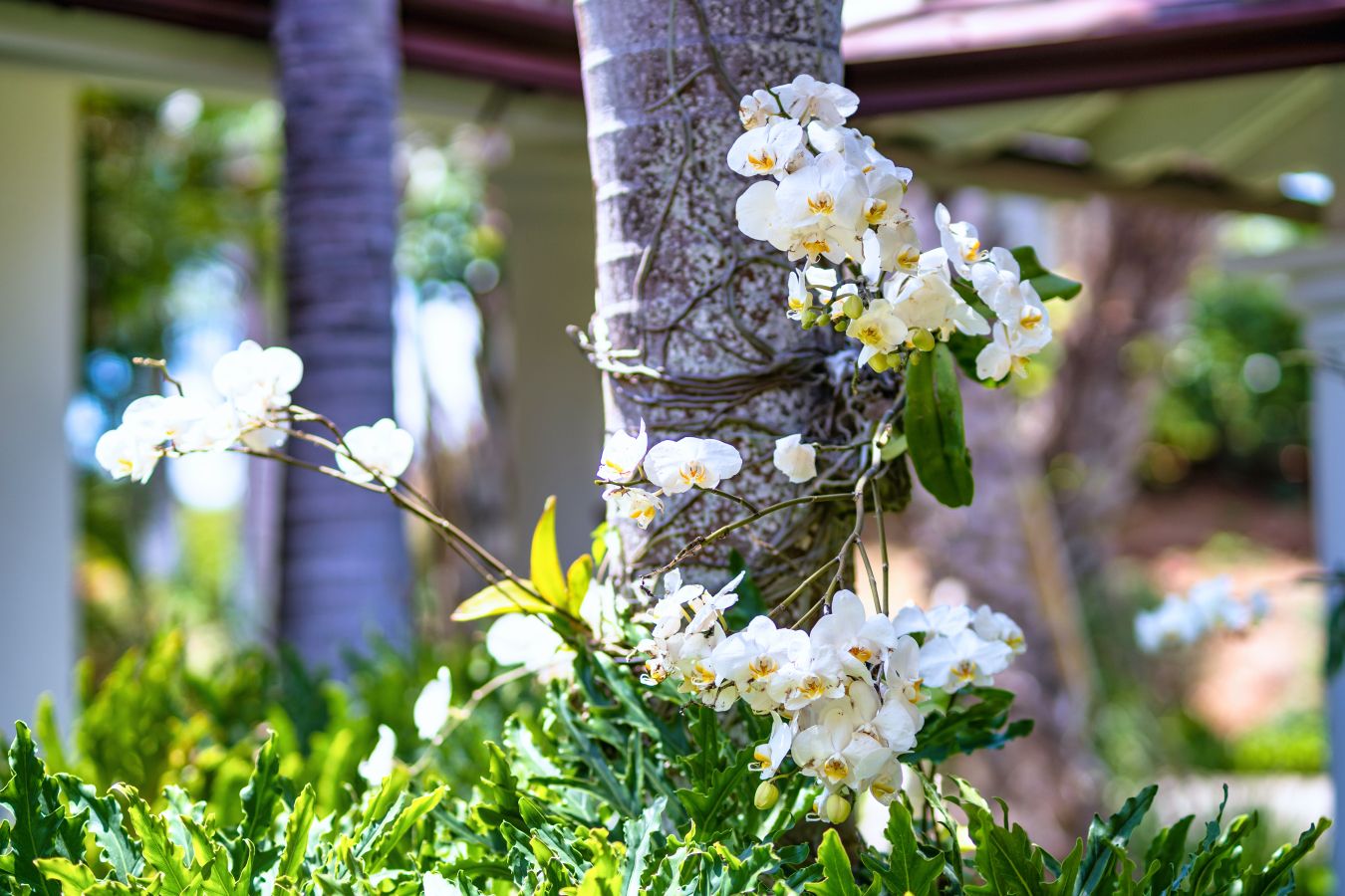 Villa Lina - Thumbnail 50